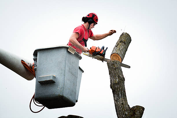 How Our Tree Care Process Works  in  Montgomery, IN