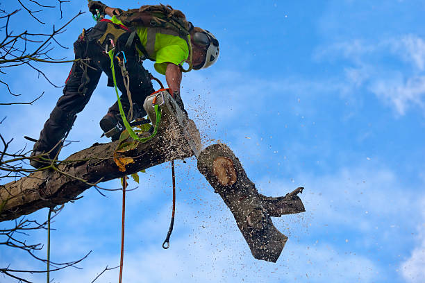 Tree Care